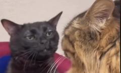Black cat zoning out meme template