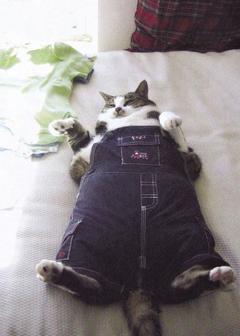 Fat Cat meme template