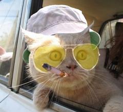 Fear And Loathing Cat meme template