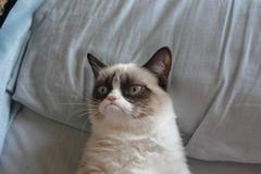Grumpy Cat Bed meme template