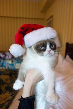 Grumpy Cat Christmas meme template