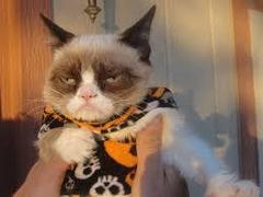 Grumpy Cat Halloween meme template