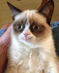 Grumpy Cat Happy meme template