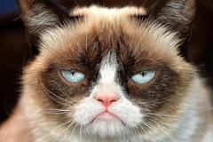 Grumpy Cat Not Amused meme template
