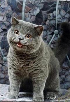 I can has cheezburger cat meme template