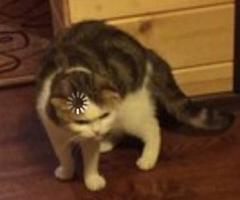 Loading cat meme template