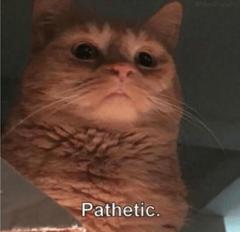 Pathetic Cat meme template