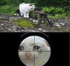 Sniper cat meme template