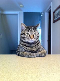 Take A Seat Cat meme template