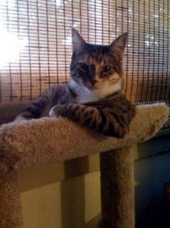 The Most Interesting Cat In The World meme template