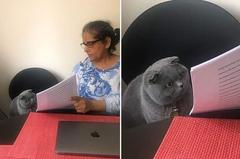 Woman showing paper to cat meme template