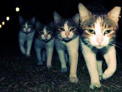 Wrong Neighboorhood Cats meme template